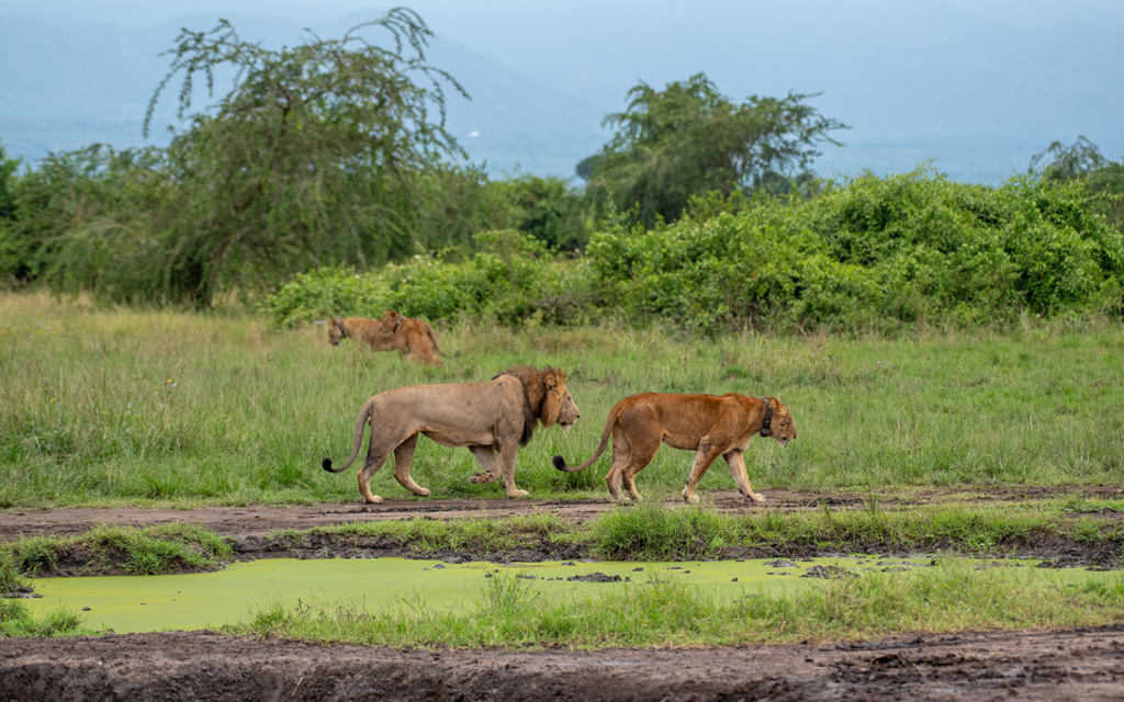 11 Day Best of Uganda Gorilla Primate and wildlife safari