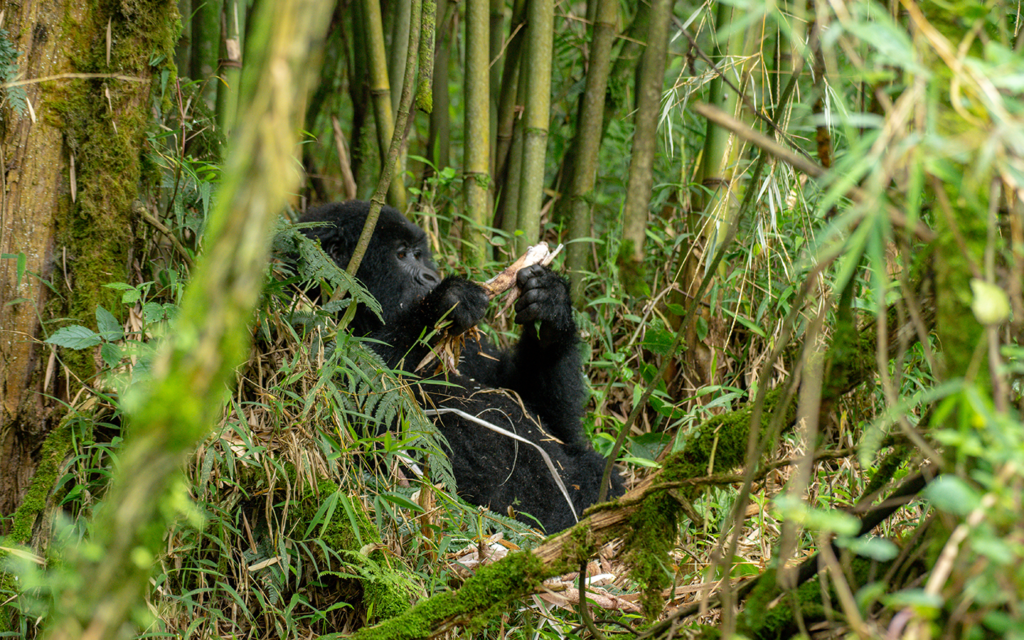 5 Day Uganda Gorilla Habituation and Chimpanzee trekking Tour