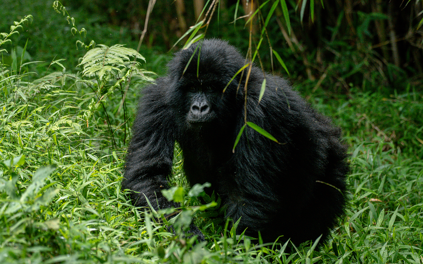 6 Day Uganda Gorilla Chimpanzee trekking and Wildlife Tour