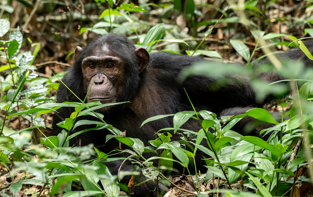 7 Day Uganda Primate and Wildlife Tour