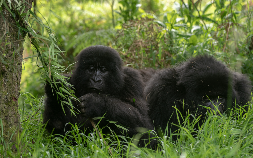 8 Day Uganda Gorilla Chimpanzee and Wildlife Safari