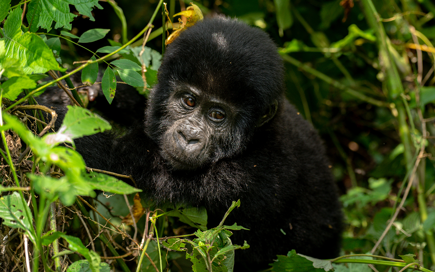 8 Day Uganda Gorilla and Wildlife safari