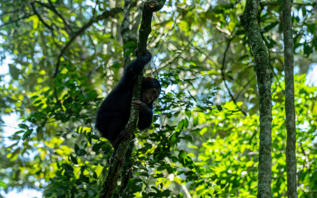 9 Day Uganda Primates and Wildlife safari