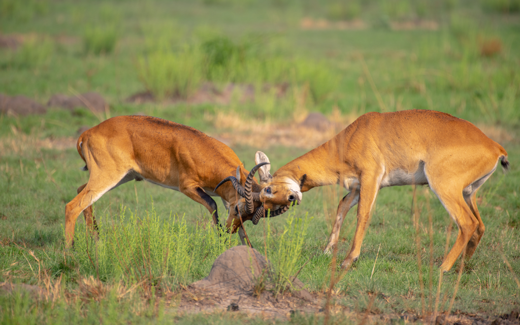 9 Day Uganda Primates and Wildlife safari gallery image