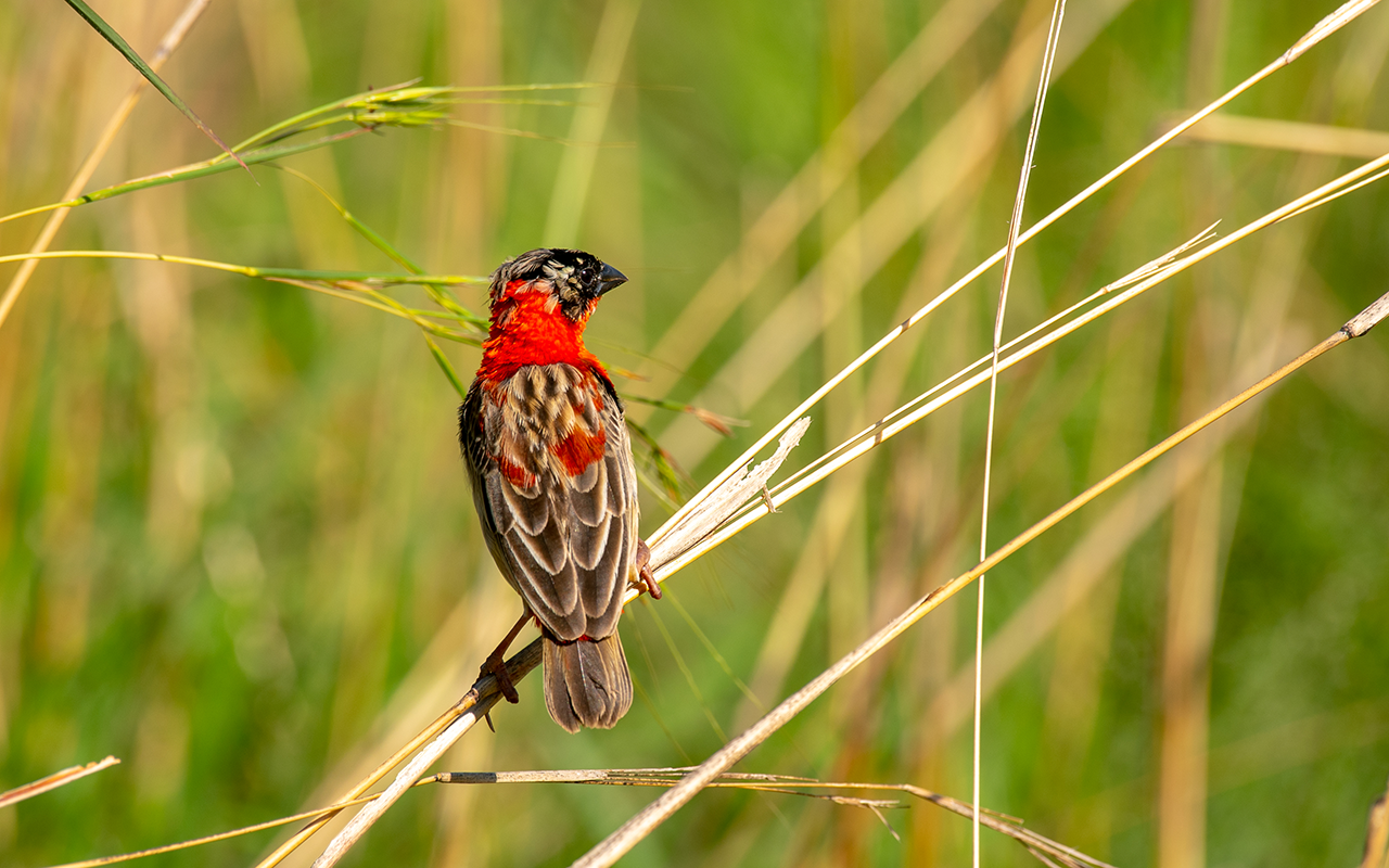 Bird Watching