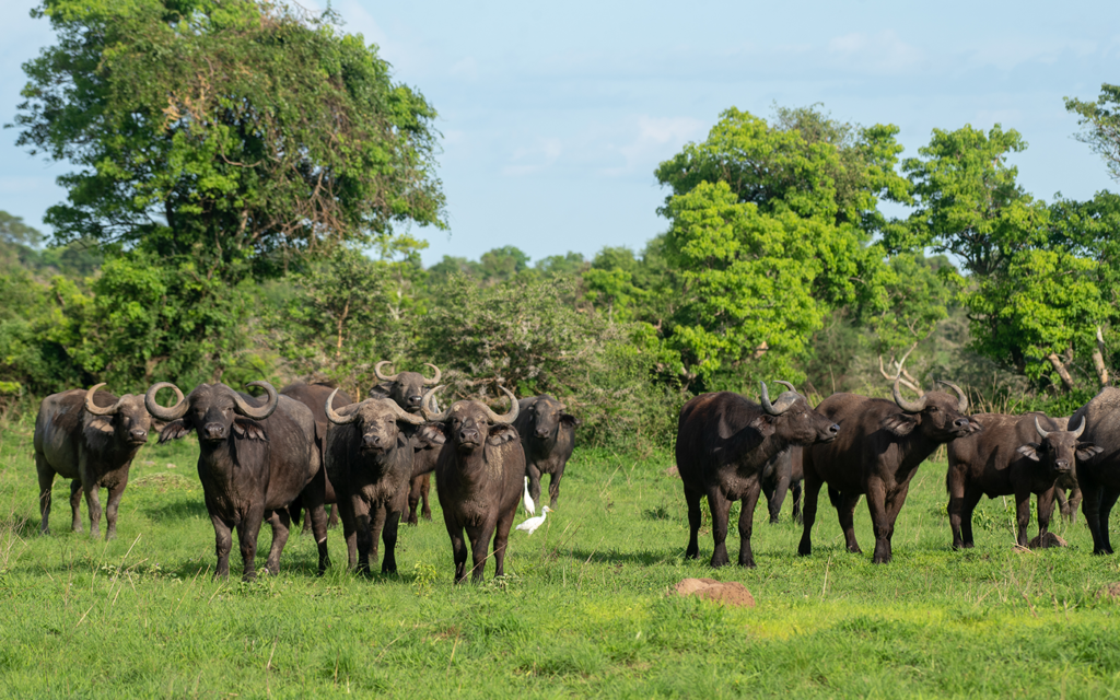7 Day Uganda Primate and Wildlife Tour gallery image