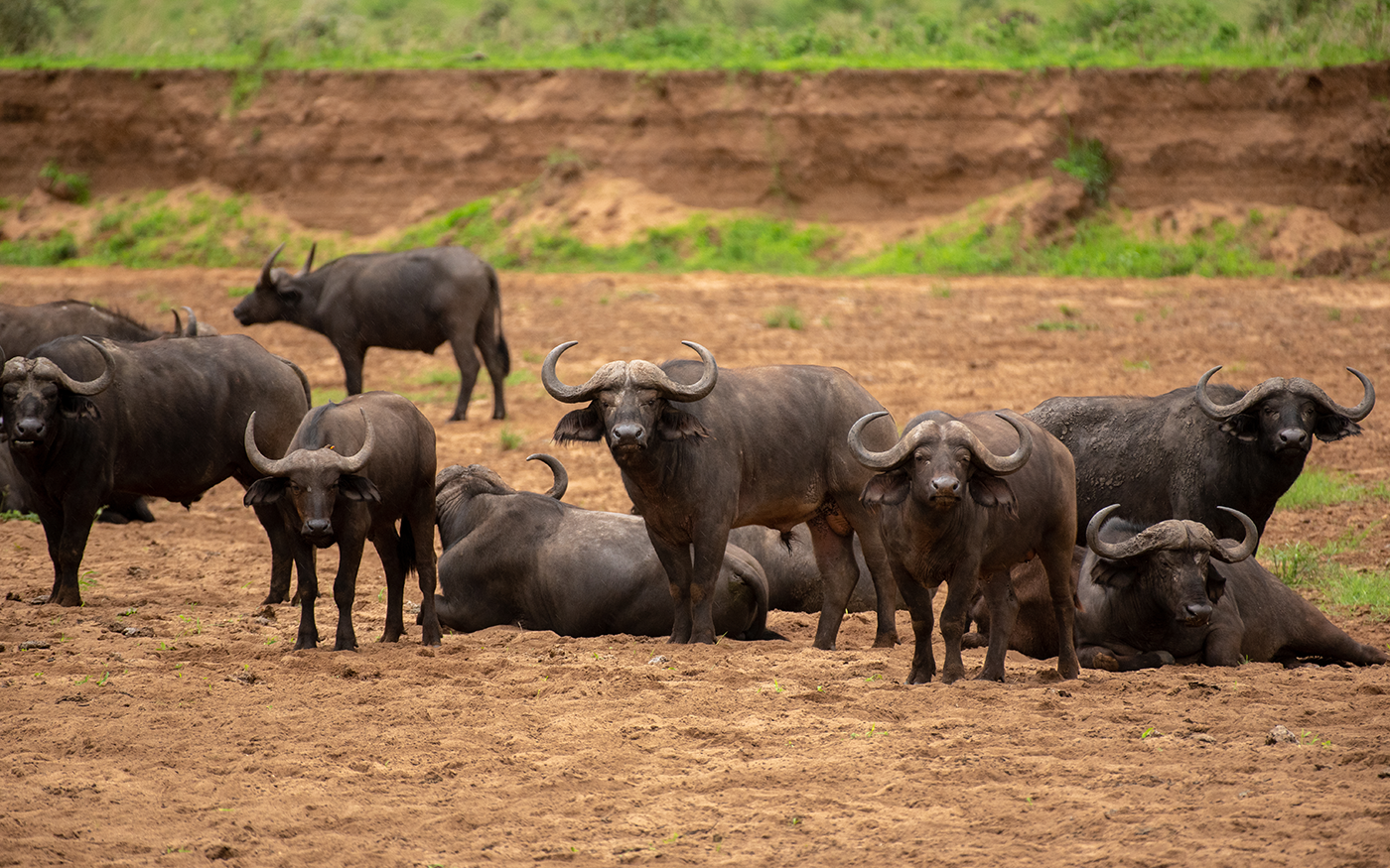 Morning game drive and Afternoon cruise on the kazinga channel