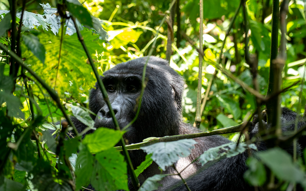8 Day Uganda Gorilla and Wildlife safari gallery image