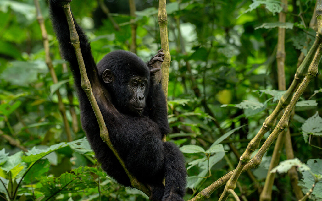 7 Day Uganda Primate and Wildlife Tour gallery image