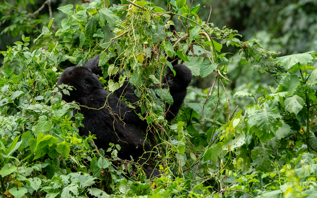 Bwindi Impenetrable National Park