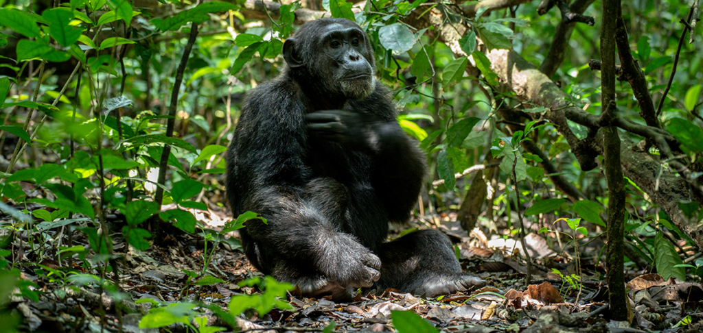 Chimpanzee Trekking