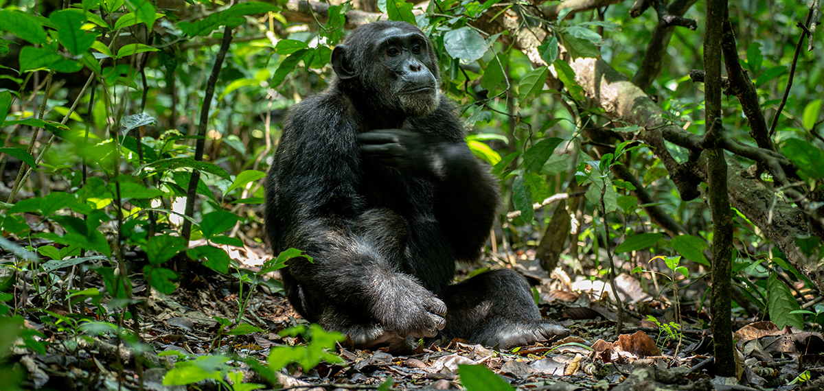 Chimpanzee Trekking