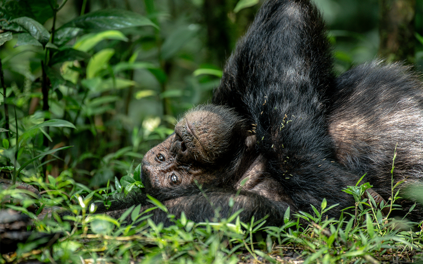 Chimpanzee Trekking in Kibale National Park