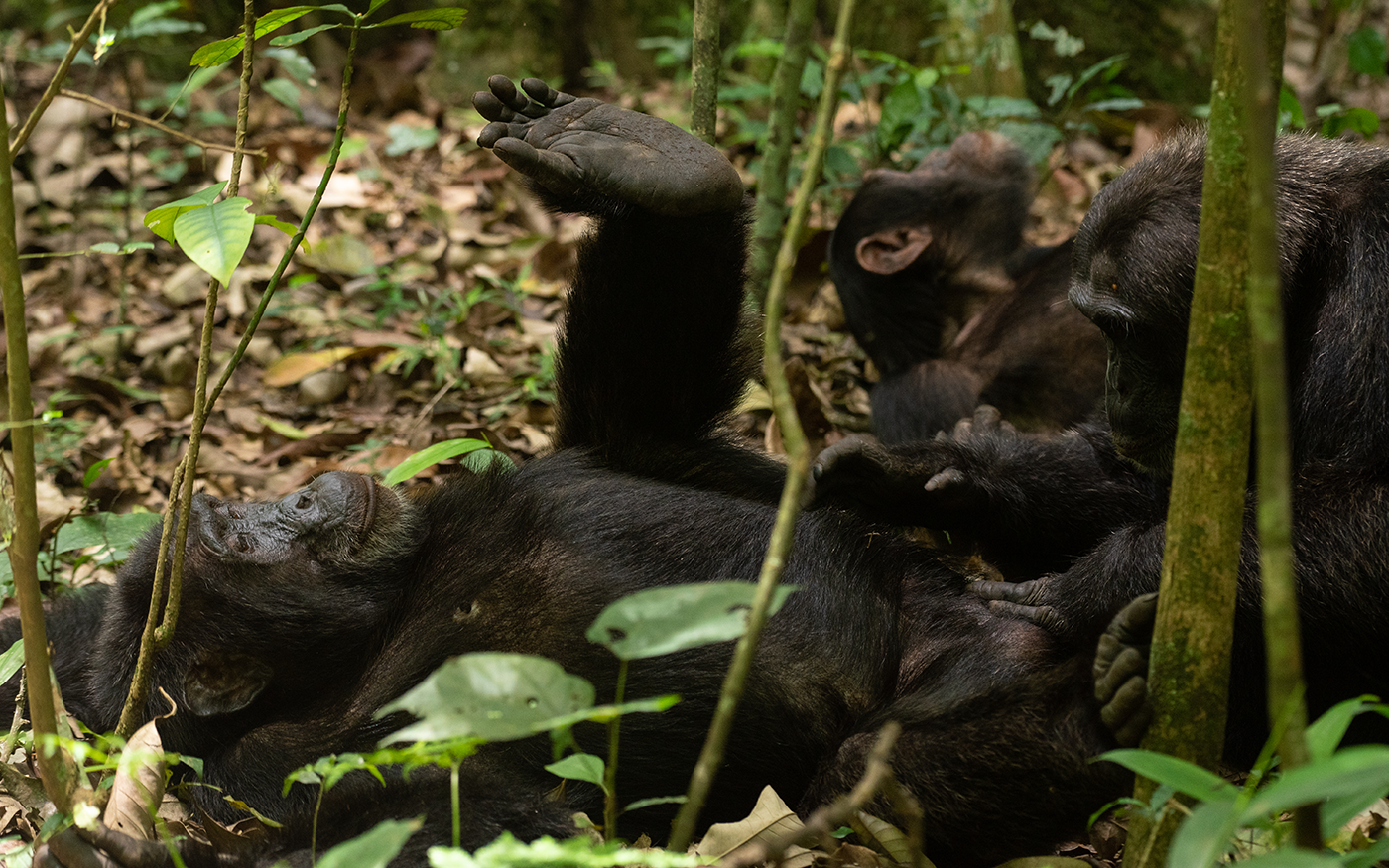 Chimpanzee Trekking in Kibale National Park