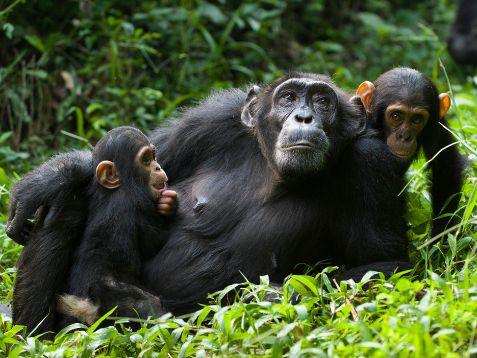 5 Day Uganda Gorilla Habituation and Chimpanzee trekking Tour gallery image