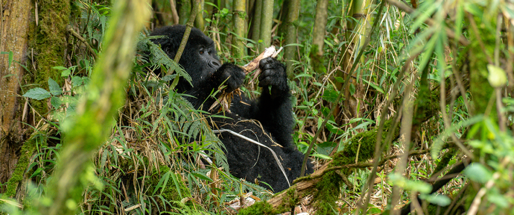 Gorilla Trekking