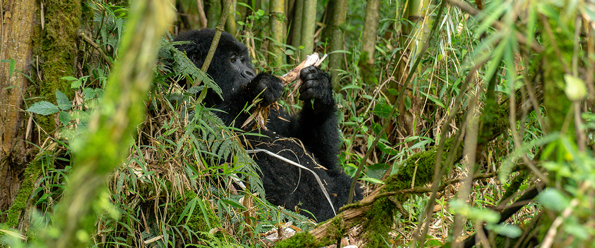 Gorilla Trekking