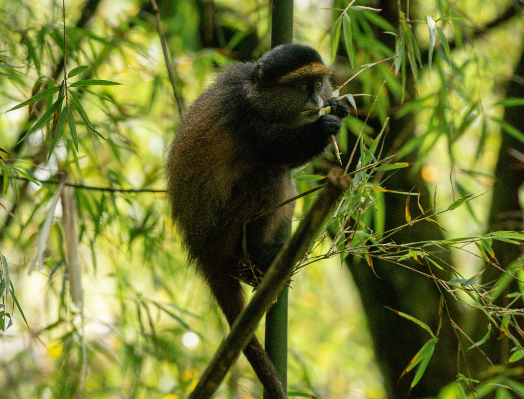 9 Day Uganda Primates and Wildlife safari gallery image