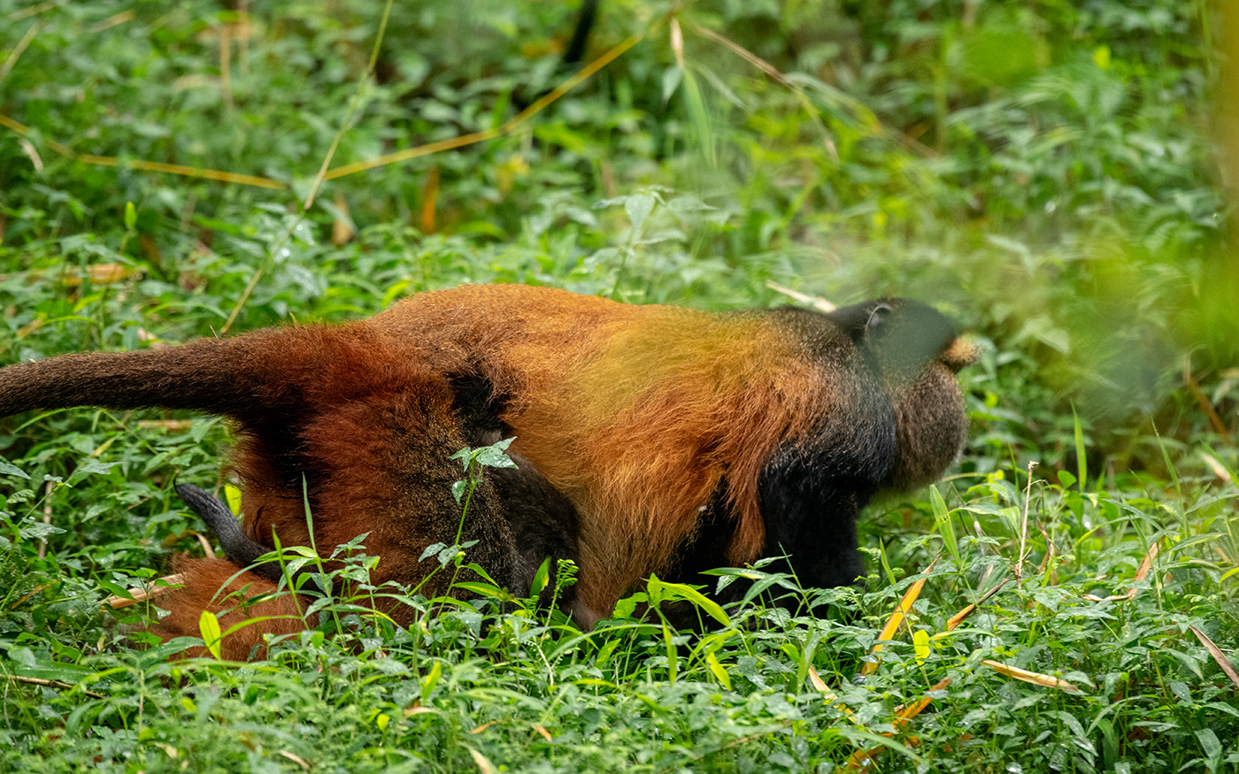 Morning Golden Monkey trekking and transfer to Bwindi Impenetrable National park