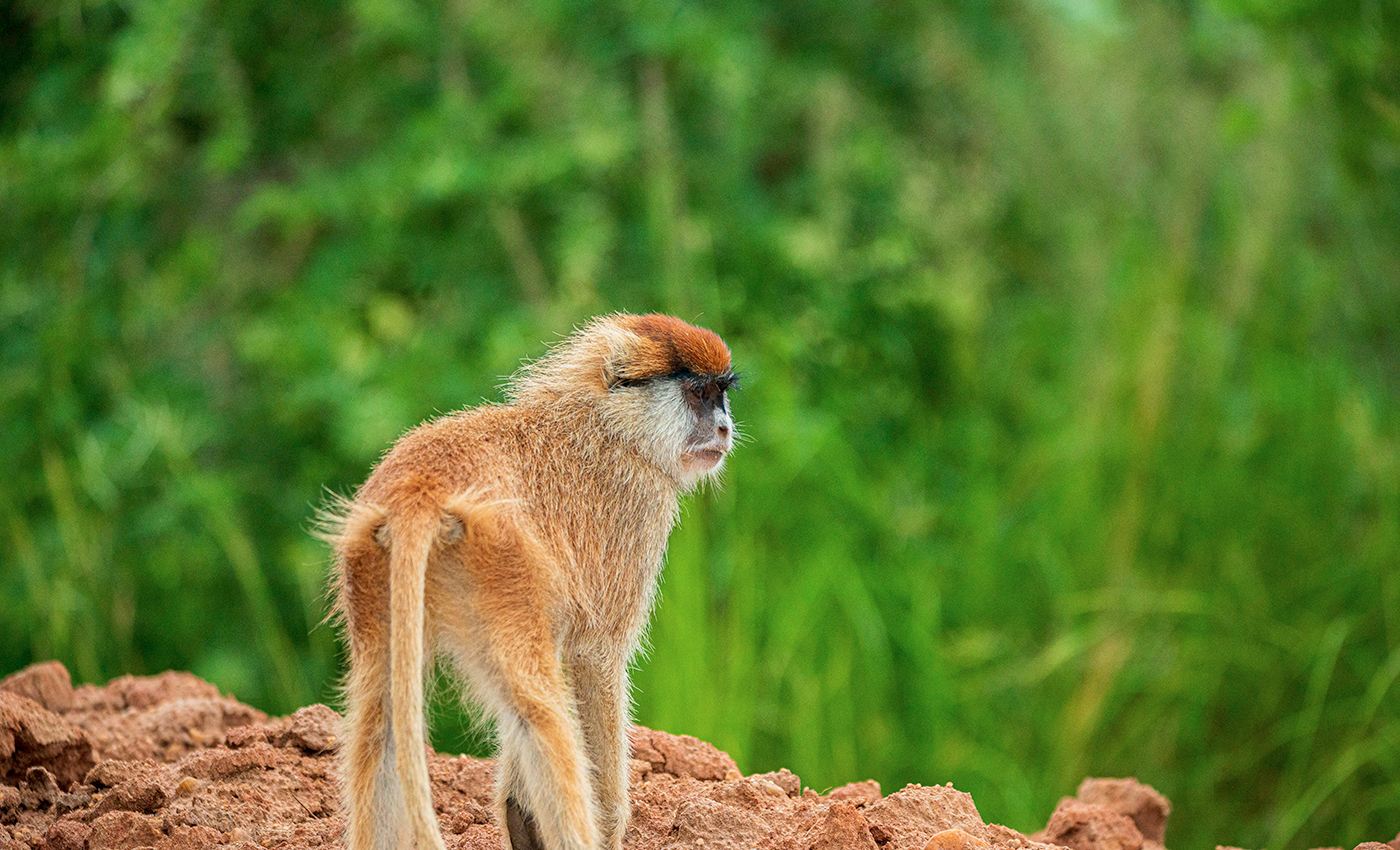 Morning Golden Monkey trekking and drive to Bwindi