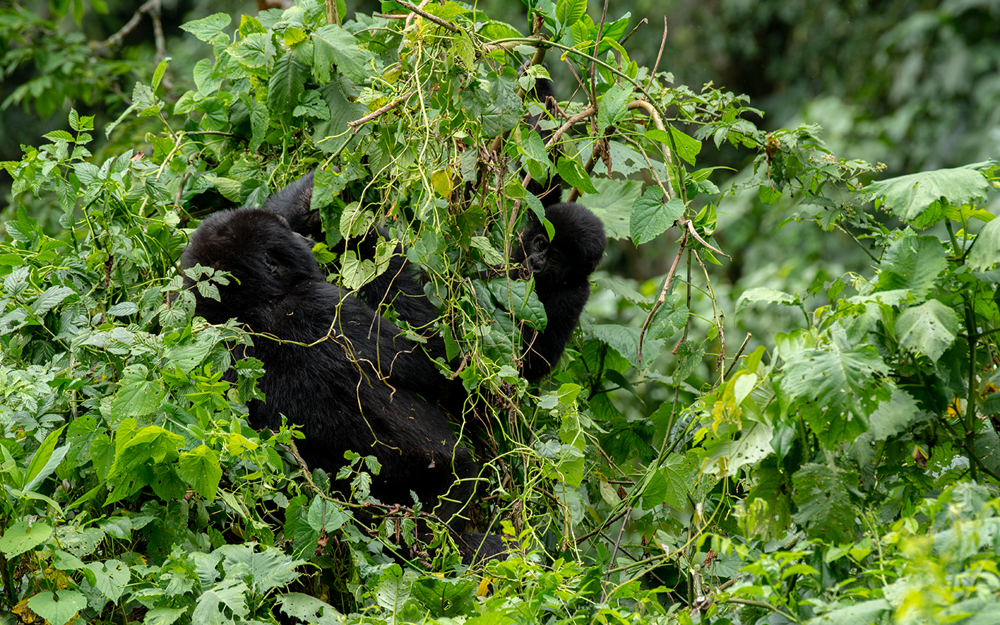 Gorilla trekking experience