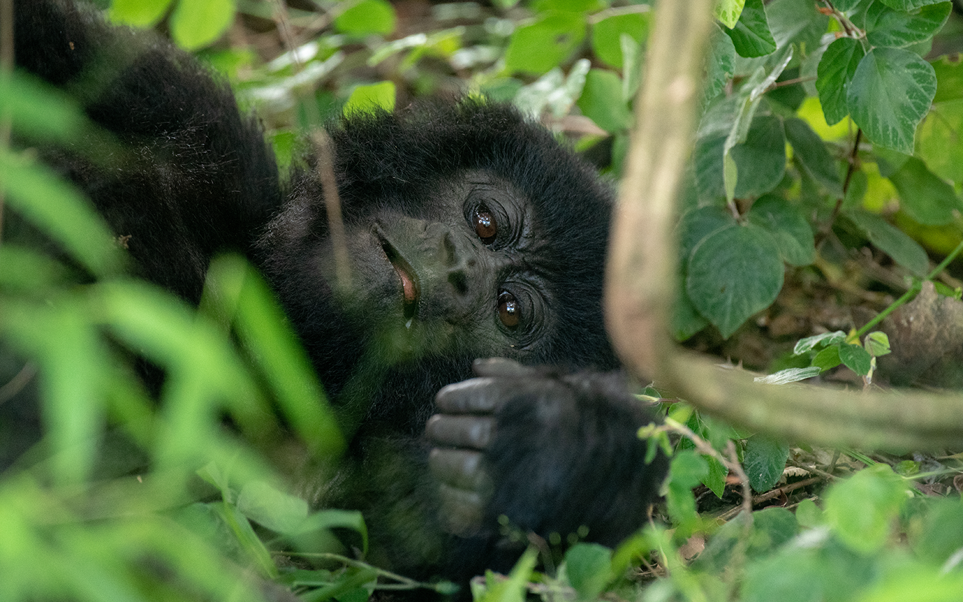 Gorilla trekking experience in Bwindi