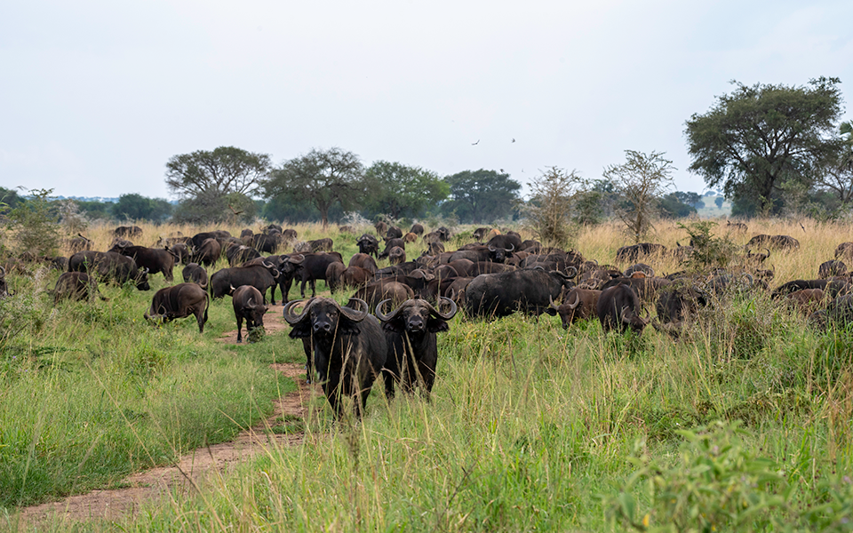 Great Migration