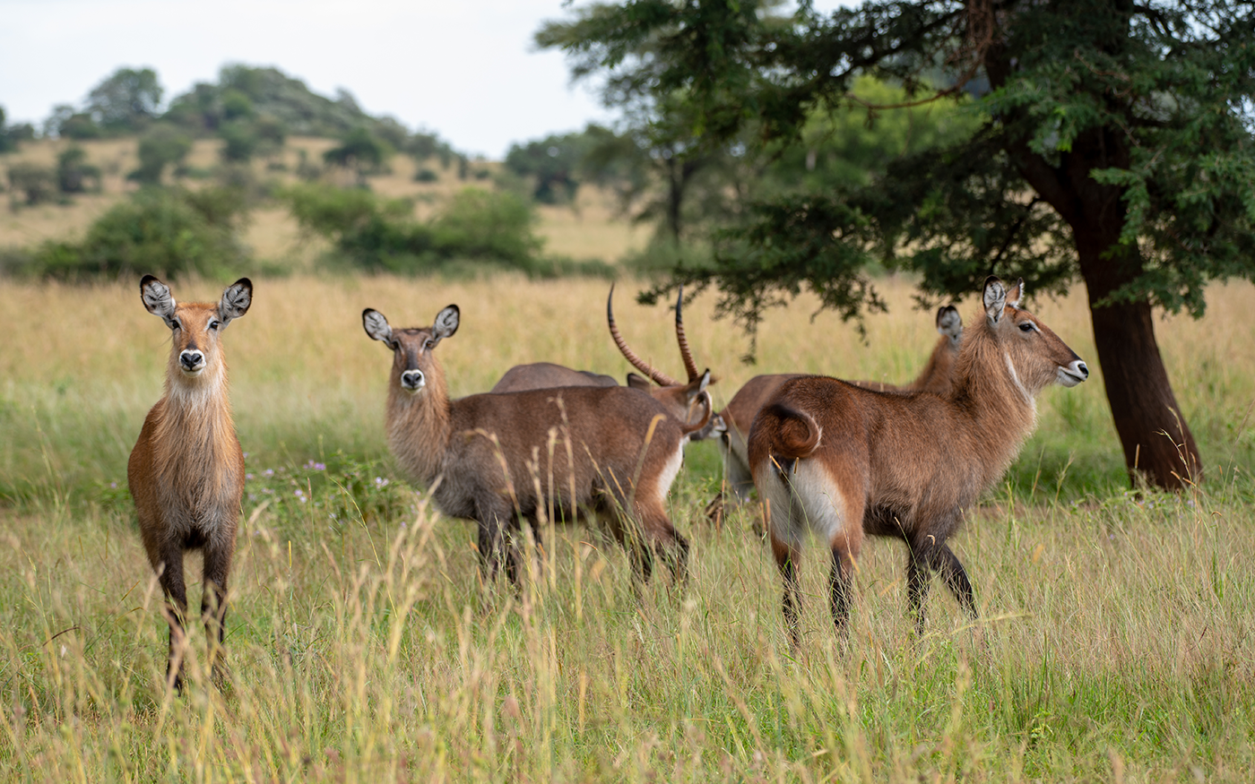 Transfer to Bwindi Impenetrable National Park