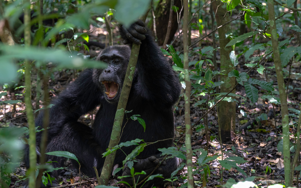 11 Day Best of Uganda Gorilla Primate and wildlife safari gallery image