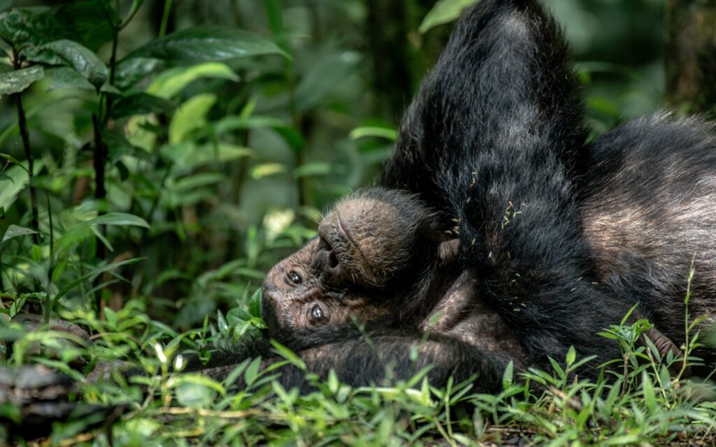 5 Day Uganda Gorilla Habituation and Chimpanzee trekking Tour gallery image
