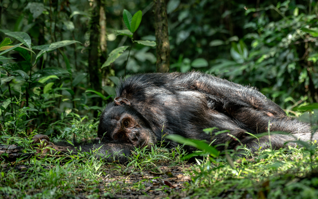 Kibale National Park