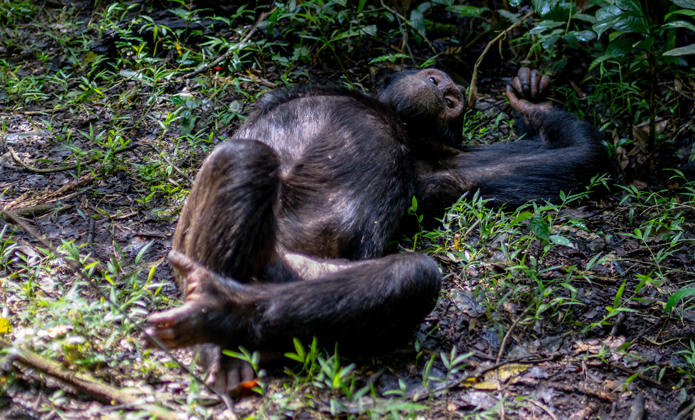 Drive and transfer to Kibale National park
