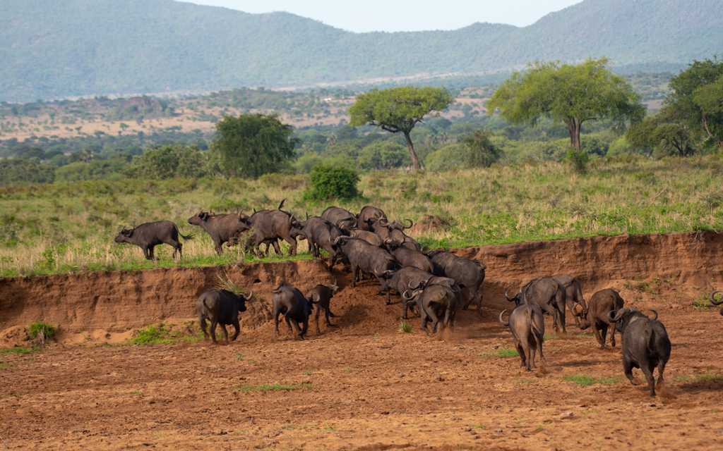 Kidepo National Park