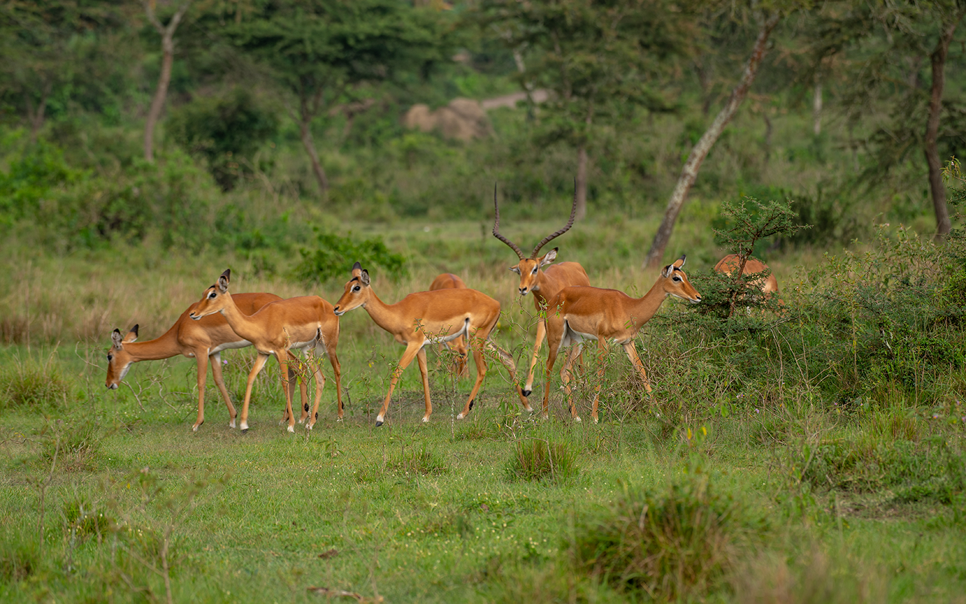 Pick up from Entebbe/Kampala and drive to Lake Mburo National Park for an afternoon game drive and Boat cruise