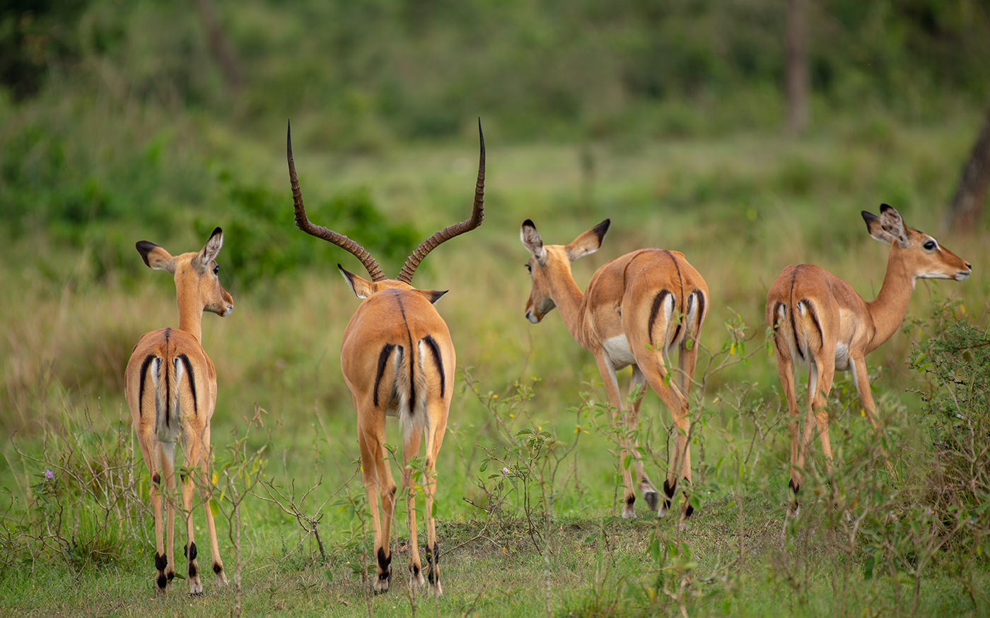 Pick-up from Entebbe/Kampala and transfer to Lake Mburo National Park