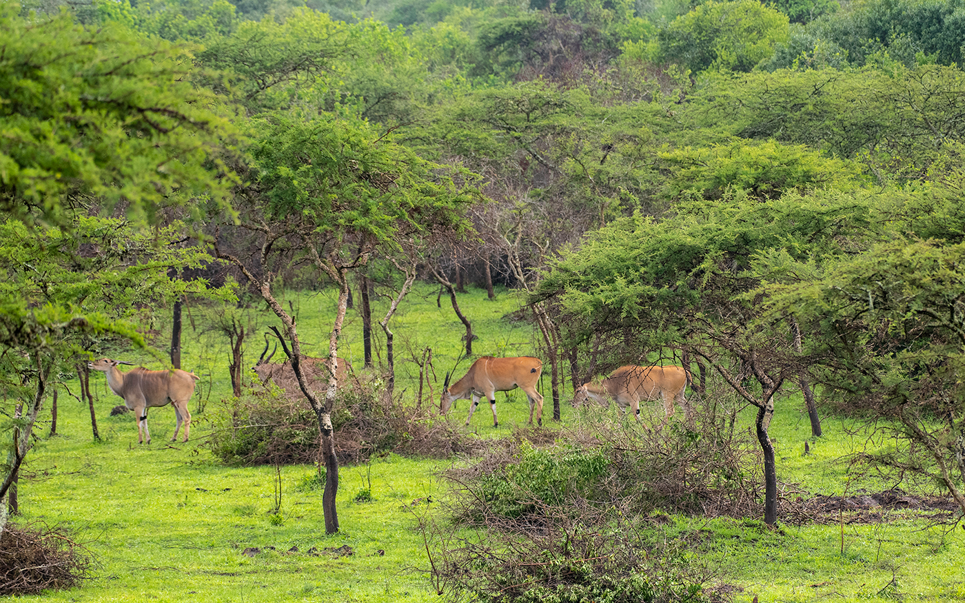 Pick up from Entebbe/Kampala and drive to Lake Mburo National Park for an afternoon game drive and Boat cruise