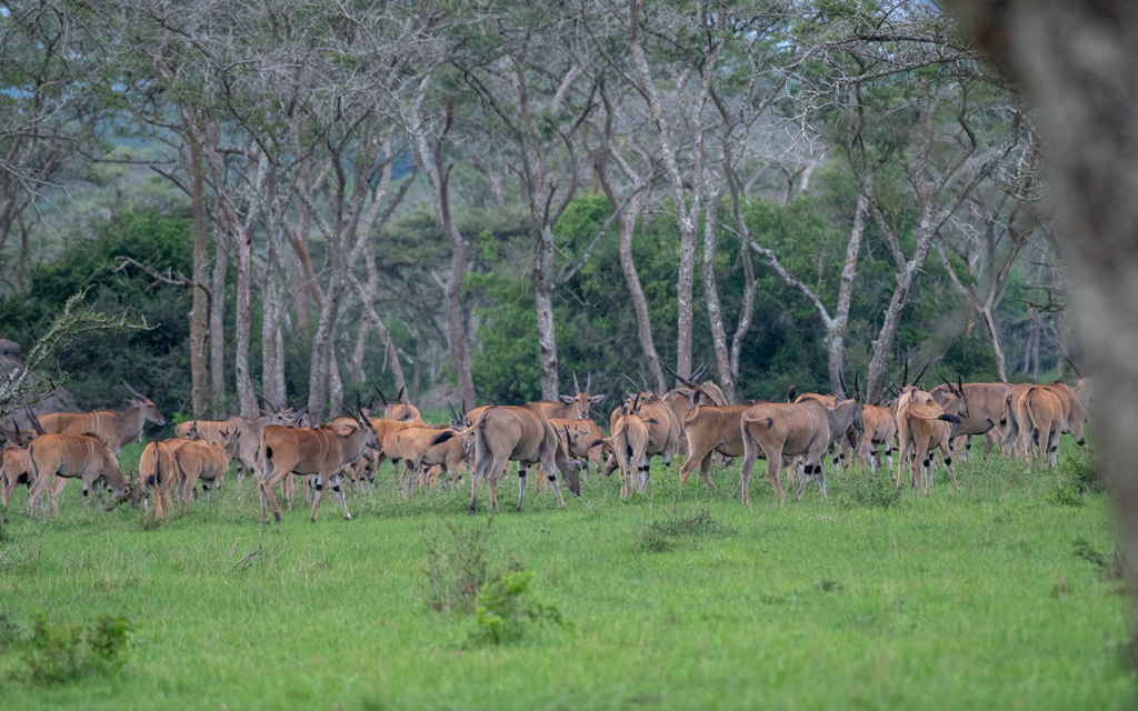 Lake Mburo National Park