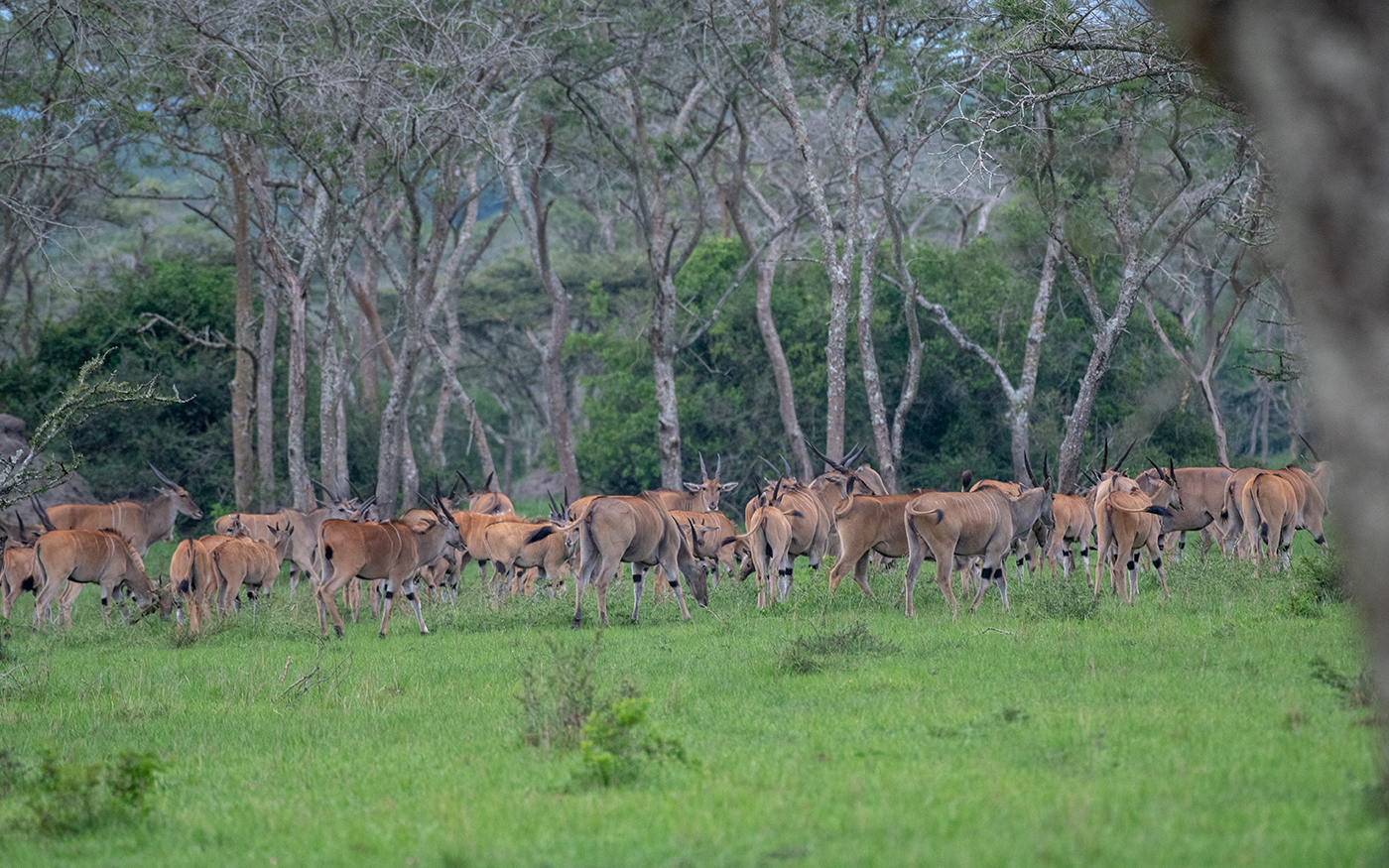 Lake Mburo National Park