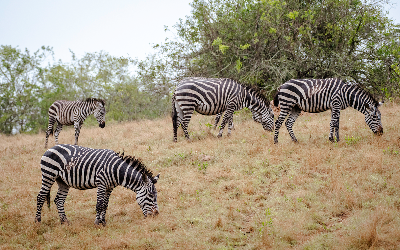Pick up from Entebbe/Kampala and drive to Lake Mburo National Park for an afternoon game drive and Boat cruise