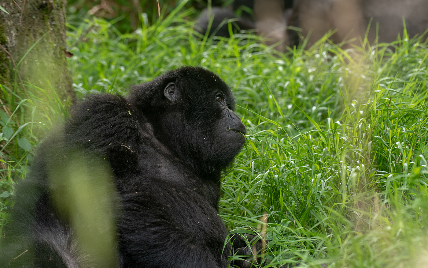 Morning Nature walk and Transfer to Mgahinga National Park
