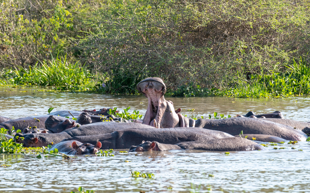 Murchison falls National Park