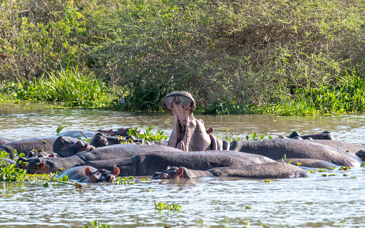 Murchison falls National Park