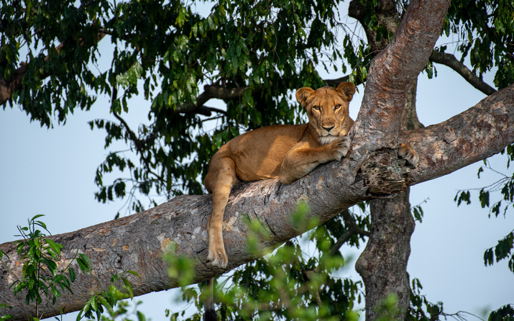 7 Day Uganda Primate and Wildlife Tour gallery image