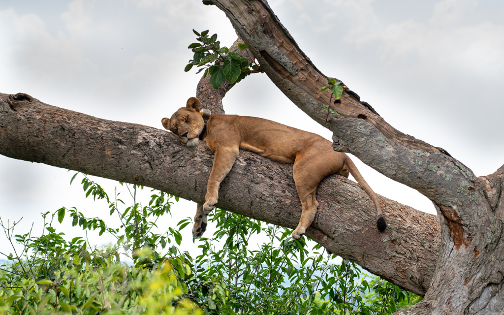 8 Day Uganda Gorilla and Wildlife safari gallery image