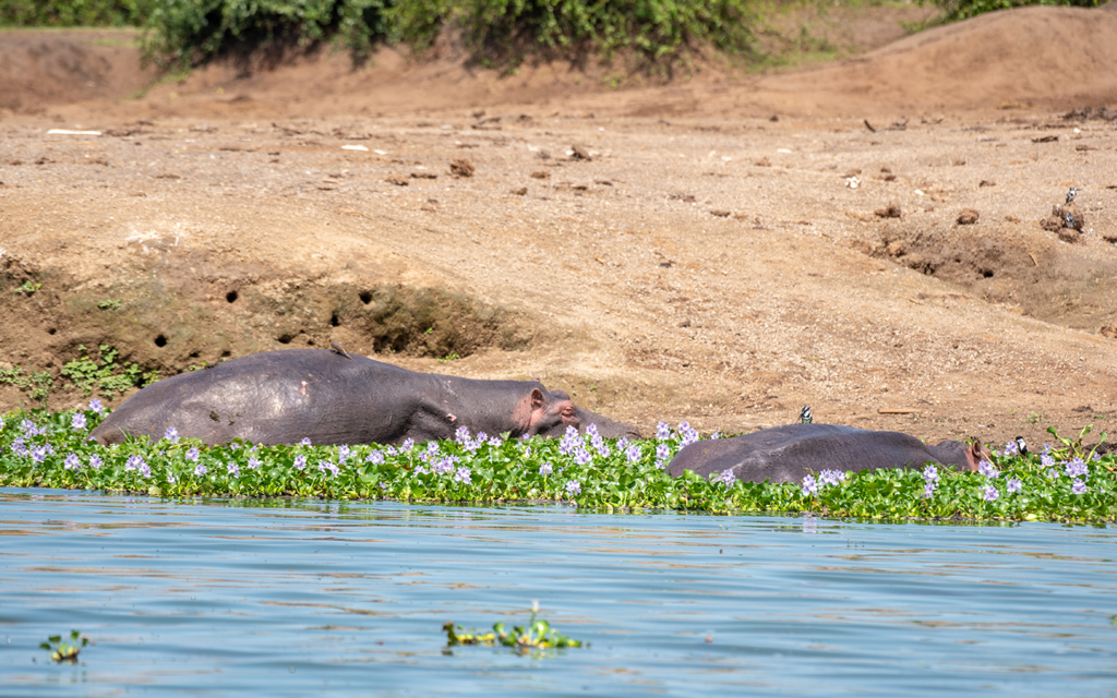10 Day Best of Uganda Gorilla safari gallery image