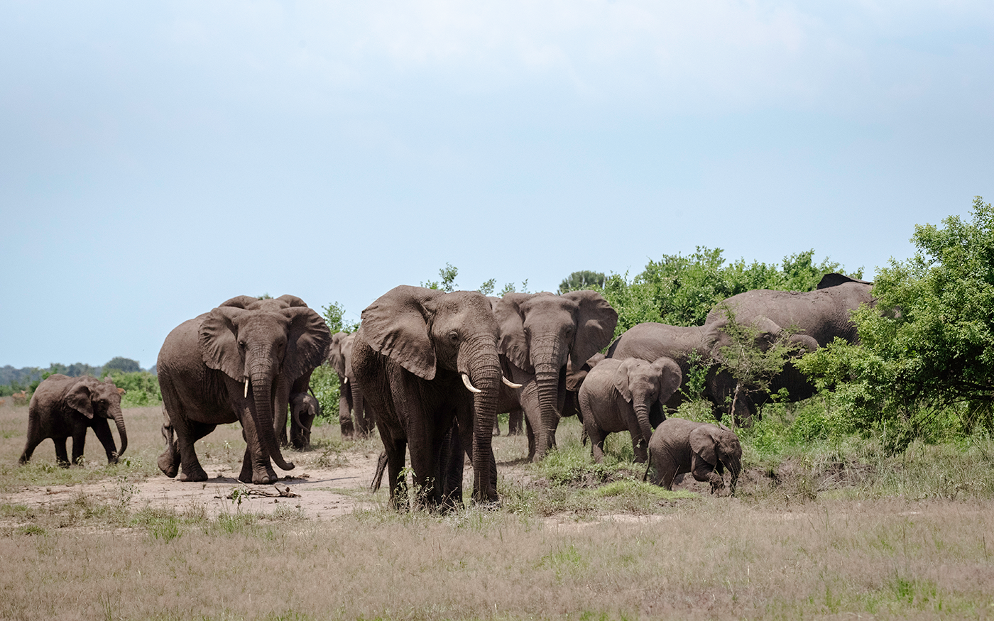 Queen Elizabeth National Park