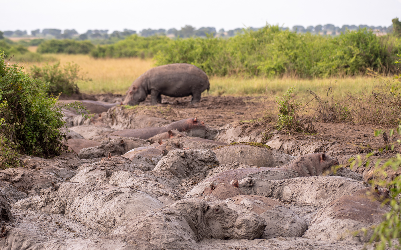 Transfer to Queen Elizabeth national Park for afternoon game drive