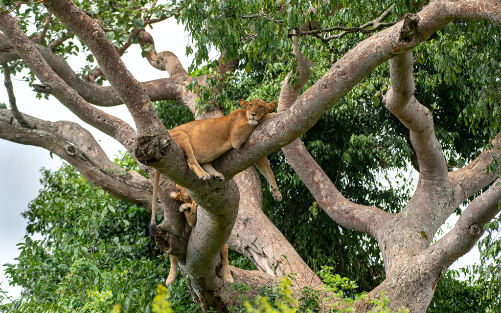 Queen Elizabeth national Park-Lion on the tree