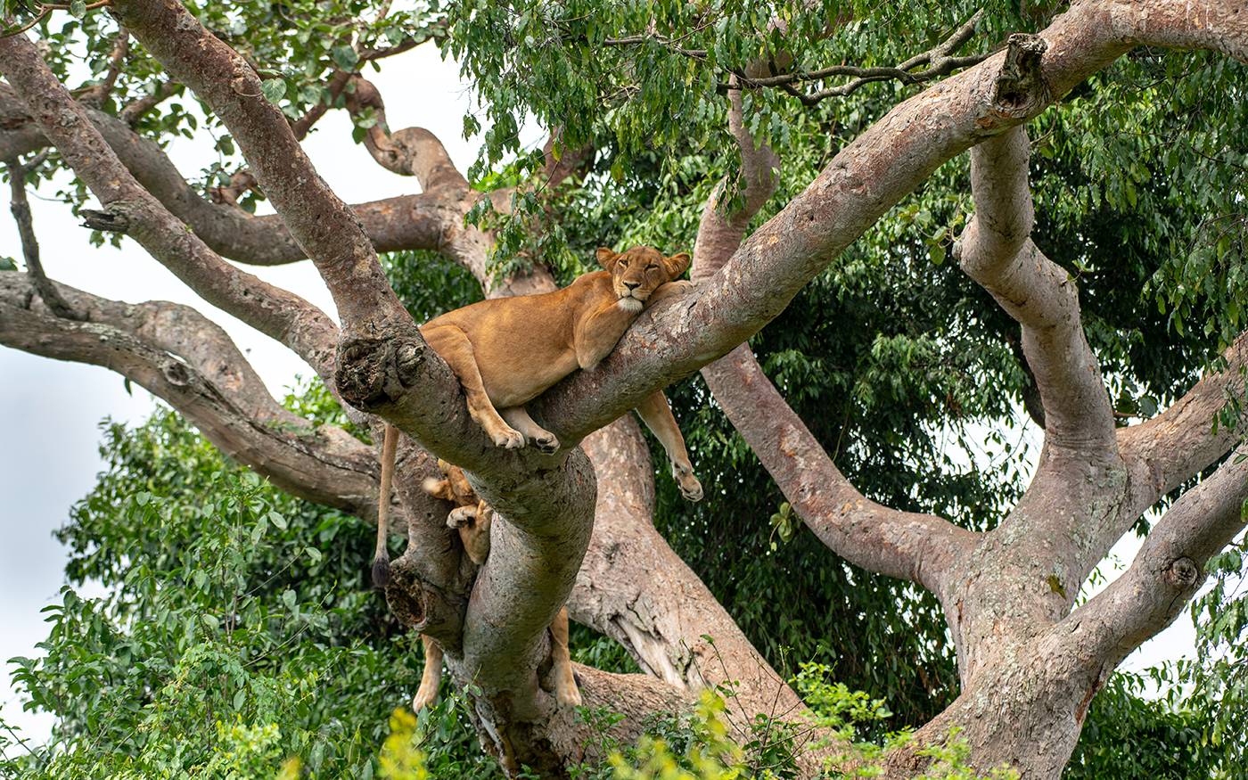 10 Day Best of Uganda Gorilla safari