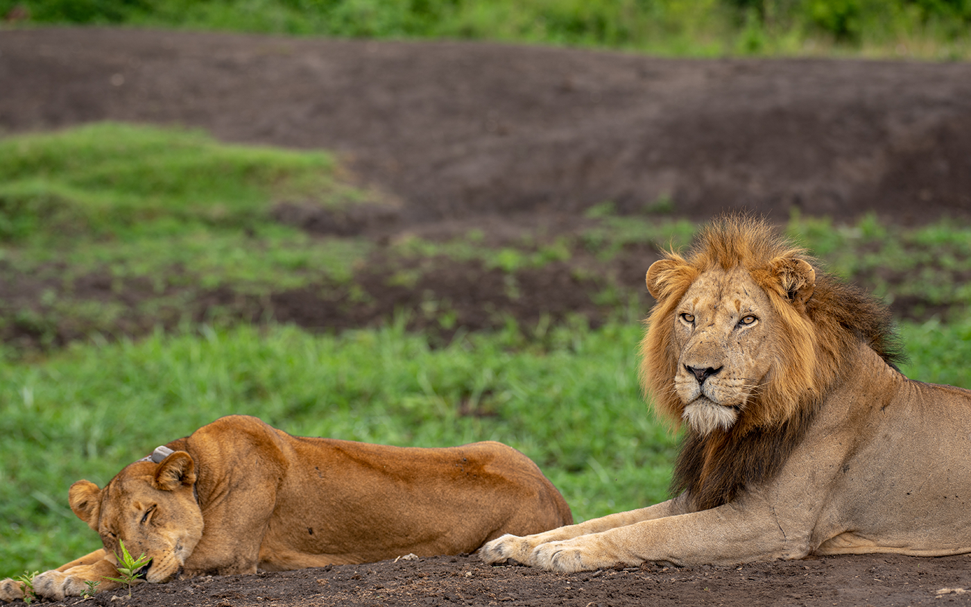 Transfer to Queen Elizabeth national Park for afternoon game drive